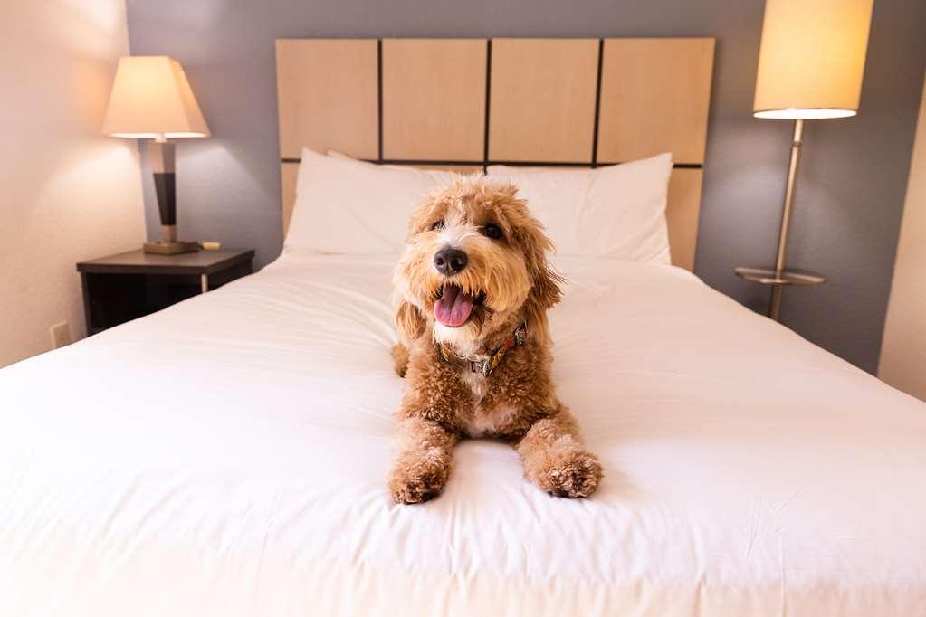 Sonesta Simply Suites Phoenix Tempe Δωμάτιο φωτογραφία